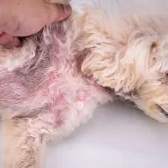 Ein Hund mit roten, gereizten Hautstellen und Krusten, möglicherweise durch Grasmilben verursacht.