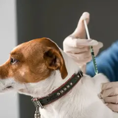 Tierarzt impft Hund gegen Tollwut. Regelmäßige Impfungen sind wichtig, um die Gesundheit Ihres Hundes zu schützen.