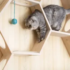 Graue Katze erkundet eine selbstgebaute Katzen-Kletterwand aus Holz. Ein Spielzeugball hängt zum Spielen bereit.