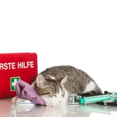 Katze mit Eisbeutel und Erste-Hilfe-Kasten. Ein Stethoskop und Spritze liegen daneben. Die Katze atmet 60 Mal pro Minute.