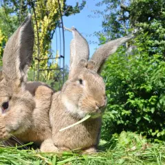 Zwei riesige Kaninchen, die auf einer grünen Wiese sitzen. Ihre deutsche Riesen Haltung ist beeindruckend, mit langen Ohren und einem friedlichen Ausdruck.