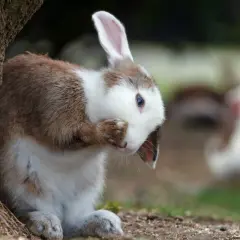 Ein braun-weißer Hase versteckt sein Gesicht hinter der Pfote, als ob er sich schämt, dass sein Fell ausfällt. Im Hintergrund sind weitere Hasen zu sehen.