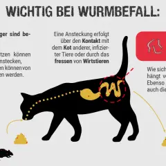 Katzen können sich mit Würmern anstecken. Die Übertragung erfolgt durch Kontakt mit Kot, infizierten Tieren oder dem Fressen von Wirtstieren. Symptome bei Wurmbefall sind vielfältig.