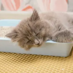 Ein süßes Kätzchen schläft erschöpft im Katzenklo. Es sieht aus, als ob die kleine Katze zum Sterben ins Katzenklo geht, aber es ist nur ein tiefer Schlaf.