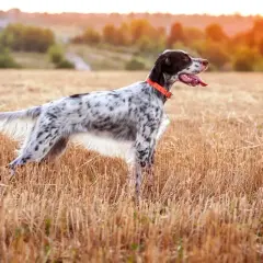 Ein English Setter mit orangefarbenem Halsband steht auf einem abgeernteten Feld.