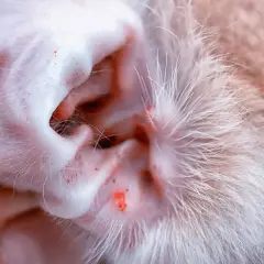 Nahaufnahme eines Katzenohrs mit roten Entzündungen und Schuppen, die auf Milben oder eine andere Hauterkrankung hindeuten.