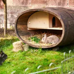 Zwei Kaninchen genießen ihr Zuhause: ein selbstgebauter kaninchenstall innen aus einem alten Fass, mit Stroh und Grünzeug.