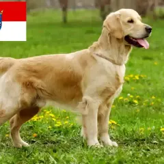 Ein freundlicher golden retriever steht auf einer grünen Wiese mit Löwenzahn. Im Hintergrund die Flagge von Hessen.