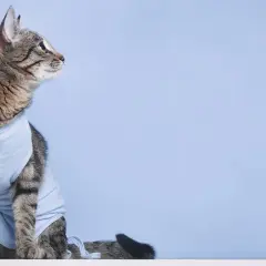Getragenes Kätzchen im OP-Body. Wann ist der beste Zeitpunkt, ab wann Katze kastrieren?