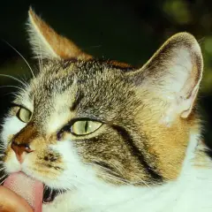 Eine Katze leckt liebevoll einen Finger ab. Ihr Fell ist getigert und weiß, die Augen leuchten grün.
