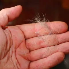 Eine Hand hält eine Ansammlung von Hundehaaren, ein Zeichen für den Fellwechsel.
