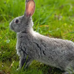 Ein graues Kaninchen sitzt im grünen Gras. Es spitzt die Ohren und lauscht aufmerksam. Vielleicht fragt es sich, warum klopfen Hasen?