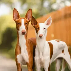 Zwei Podenco-Mix-Hunde mit aufmerksamen Ohren stehen nebeneinander. Ihr Wesen ist neugierig und wachsam.
