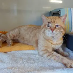Ingeschnitzte Wunden und ein trübes Auge deuten auf FIV-Katze-Symptome hin. Die orange getigerte Katze liegt auf Handtüchern.