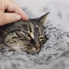 Sanfte Hand streichelt eine Katze, die in einer weichen Decke liegt. Die Katze wirkt schwach, vielleicht im Endstadium einer Pankreatitis.