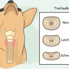 Illustration zeigt einen Hundehals mit Trachea und Lunge. Daneben Querschnitte der Trachea: normal, leichter und schwerer Kollaps. Trachealkollaps hund hausmittel.