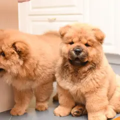 Zwei flauschige Chow Chow kurzhaar Welpen, einer sitzt, der andere schaut um eine Ecke.