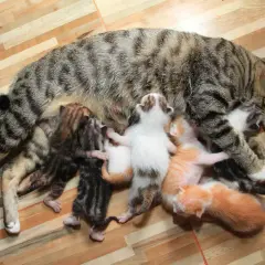 Mutterkatze mit ihren neugeborenen Kätzchen, die trinken. Ein Zeichen für die Geburt einer Katze.