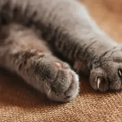 Nahaufnahme von zwei flauschigen Katzenpfoten, die auf einem braunen Teppich liegen. Die Krallen sind ausgefahren, bereit zum Kratzen oder Klettern.