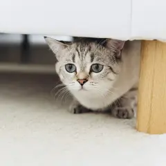 Eine scheue Katze mit blauen Augen schaut unter ein Sofa. Sie zieht gerade ein und erkundet ihr neues Zuhause.