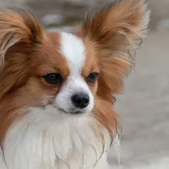 Ein kurzhaar Papillon Hund mit aufmerksamen Augen und großen, geflügelten Ohren blickt nach rechts.