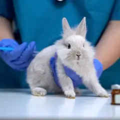 Tierarzt gibt Kaninchen Spritze. Anzeichen, dass ein Kaninchen stirbt, sind oft Lethargie und Appetitlosigkeit.