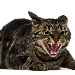 Eine getigerte Katze faucht sich an, mit weit geöffnetem Maul und sichtbaren Zähnen. Sie ist bereit, sich zu verteidigen.