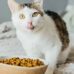 Eine Katze mit gelben Augen leckt sich die Schnauze über einem Napf mit Futter. Diese Katze hat immer Hunger!