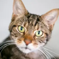 Eine getigerte Katze starrt mich mit ihren großen, grünen Augen an. Ihre Schnurrhaare sind weit ausgebreitet.