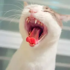 Eine Katze gähnt herzhaft und zeigt ihr rotes Zahnfleisch und spitze Zähne.