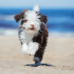 Ein fröhlicher spanischer Wasserhund-Welpe rennt über den Strand, das Meer im Hintergrund.
