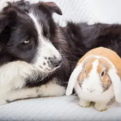 Ein Border Collie liegt neben einem niedlichen Kaninchen. Die beiden scheinen beste Freunde zu sein.