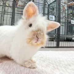 Ein flauschiges, weißes Kaninchen mit einem leicht zur Seite geneigten Kopf und einem neugierigen Blick. Im Hintergrund sind Vogelkäfige und Regale zu sehen.