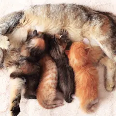 Eine Katze mit vier winzigen Kätzchen, die an ihr trinken. So viele Babys bekommen Katzen manchmal!