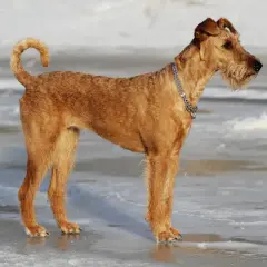 Ein stolzer Irish Terrier steht auf Eis. Sein rotes Fell leuchtet in der Wintersonne, während er aufmerksam in die Ferne blickt.