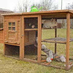 Mehrere Kaninchen im Stall, einige auf Ebenen, andere unten, fressen Karotten.