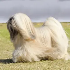 Ein eleganter Lhasa Apso mit langem, hellem Fell steht auf einer grünen Wiese. Sein Fell weht leicht im Wind.