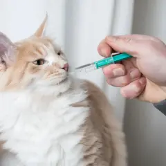 Eine Hand gibt einer flauschigen Katze mit einer Spritze Flüssigkeit. Die Katze schaut neugierig.