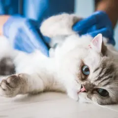 Tierarzt untersucht Katze mit blauen Augen. Ein Knubbel unter der Haut wird ertastet.