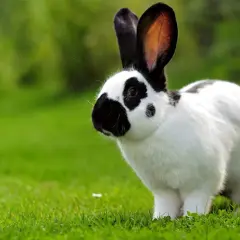 Ein schwarz-weißer Hase steht im grünen Gras. Er ist noch jung, denn deutsche Riesen sind ausgewachsen etwa 6-8 kg schwer.