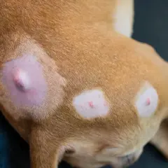 Hund mit Hautveränderungen, möglicherweise Mastzelltumor Grad 1. Die Lebenserwartung hängt von vielen Faktoren ab.