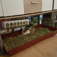 Zwei Zwergkaninchen genießen ihre Zwergkaninchen Haltung Wohnung in einem geräumigen Gehege mit viel Heu.