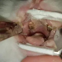 Kaninchen mit Zahnfehlstellung: Die Lebenserwartung kann durch regelmäßige tierärztliche Kontrolle und Behandlung verbessert werden.
