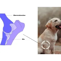 HD Hund Gangbild: Anatomische Darstellung des Ellenbogengelenks eines Hundes, daneben ein süßer Welpe.