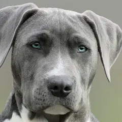 Nahaufnahme eines Hundes mit blau-grauem Fell und durchdringenden blauen Augen.