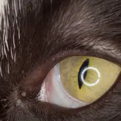 Nahaufnahme des Katzenauges mit sichtbarem Anfangsstadium Nickhautvorfall. Das gelbe Auge zeigt eine vertikale Pupille.