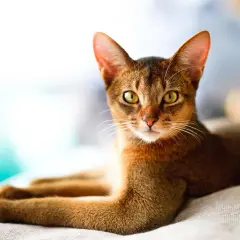 Eine elegante Abessinierkatze mit leuchtend gelben Augen liegt entspannt. Sie erinnert an die ruhige Ausstrahlung von Katzen bei älteren Menschen.