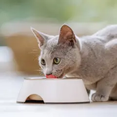 Graue Katze leckt genüsslich aus einem Napf. Das ist alles, was eine Katze braucht: Futter und Wasser.