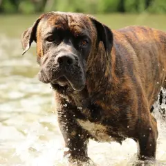 Ein Cane Corso mit gestromten Fellfarben steht im Wasser und spritzt.