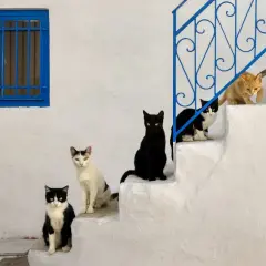 Sechs Katzen sitzen auf weißen Stufen vor einem blauen Fenster. Wann sind Katzen ausgewachsen? Diese hier sehen schon ziemlich groß aus!